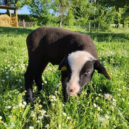 Le Nid D'ete Montcléra