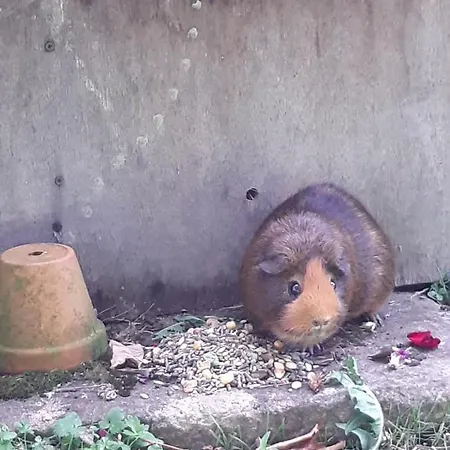 아파트 Le Nid D'ete Montcléra