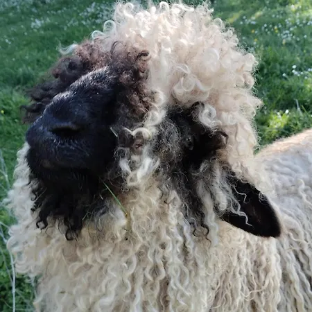 Lägenhet Le Nid D'ete