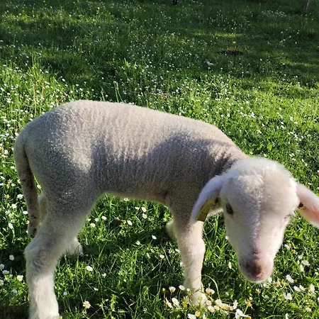 Le Nid D'ete * Montcléra